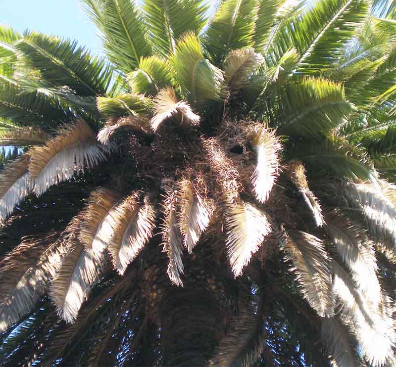 desratización en las palmeras
