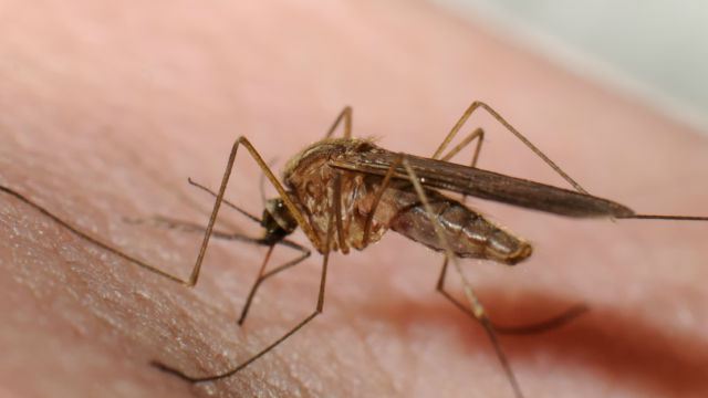 mosquitos que trasmiten plagas