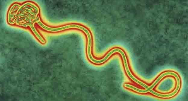 plaga de ebola