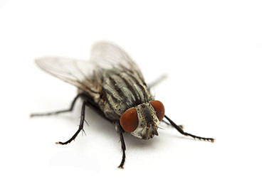 plagas de moscas