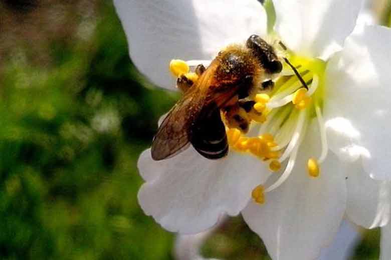 plaga de abejas en madrid