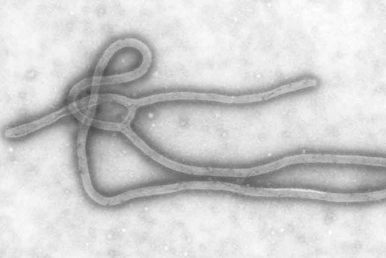 virus del Ébola