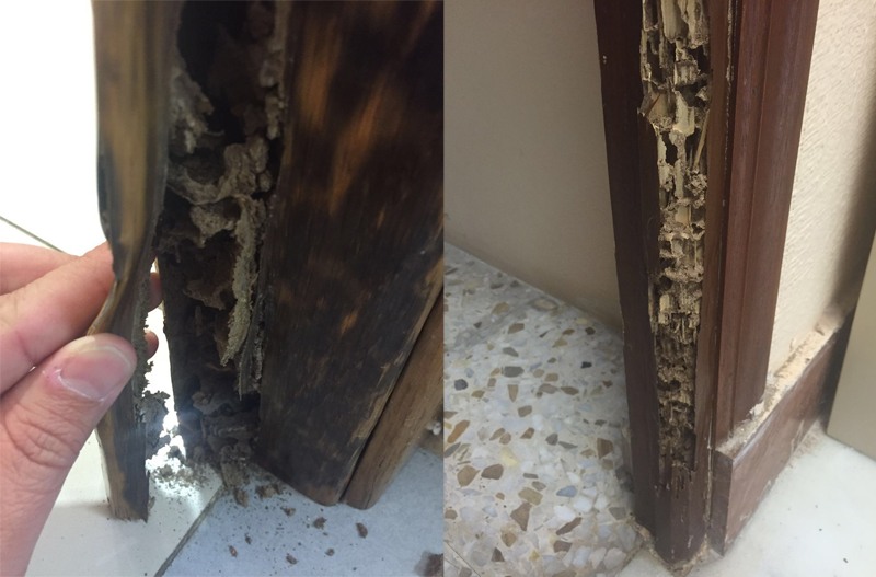 eliminacion termitas en Madrid