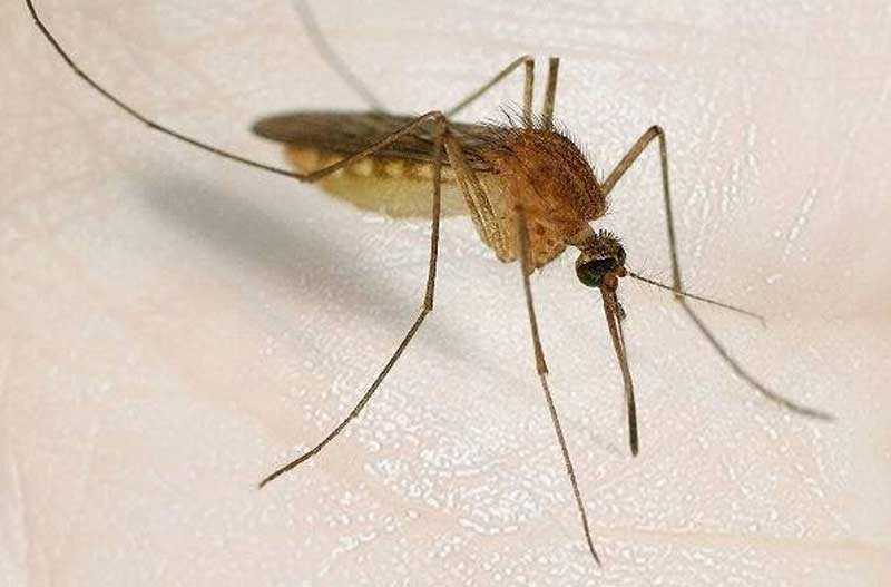 plaga-de-mosquitos-madridrio