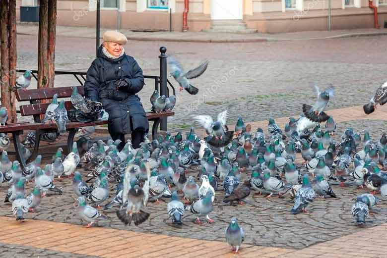 control de palomas en Madrid