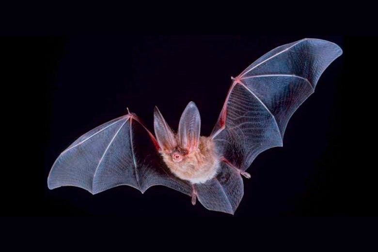 plagas de murciélagos