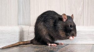 una plaga de ratas en Madrid