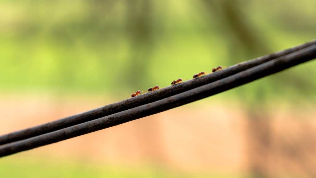 Eliminar hormigas