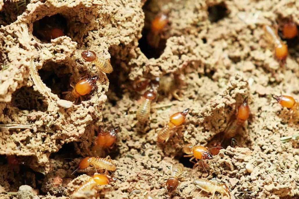 Como detectar las termitas