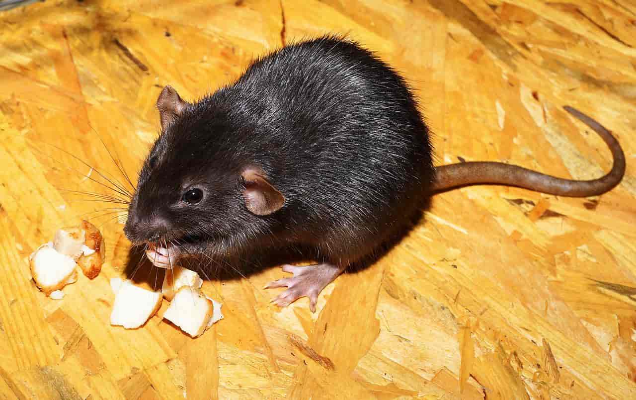 Nivel de agresividad de la rata negra