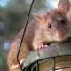 prevenir una plaga de ratas