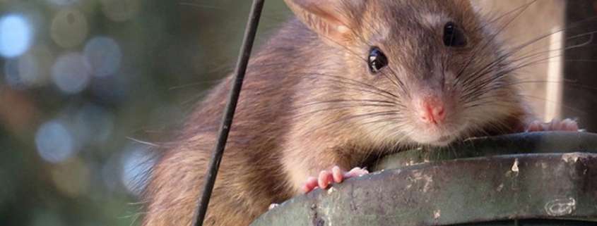 prevenir una plaga de ratas