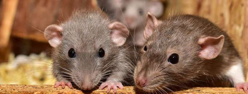 las enfermedades de las ratas