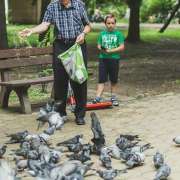 control de palomas urbanas en ciudades