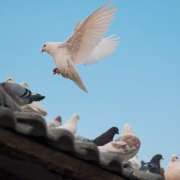 El control de palomas en edificios