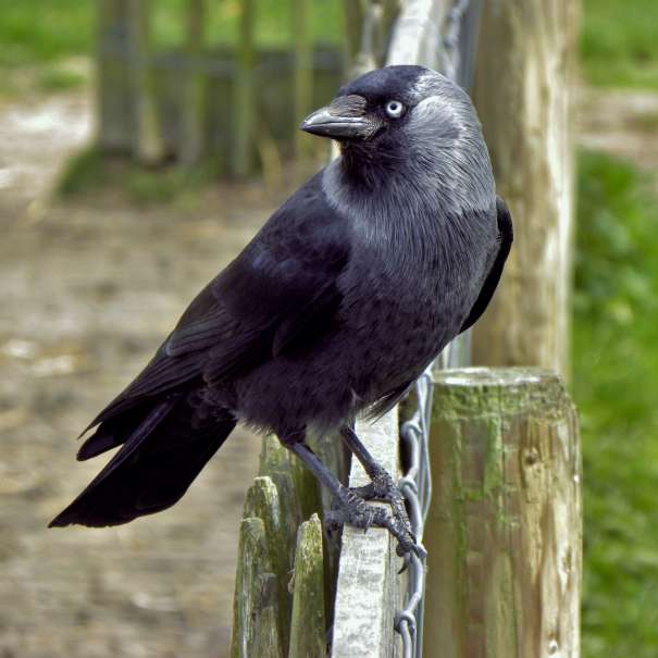 Grajilla (Corvus monedula)