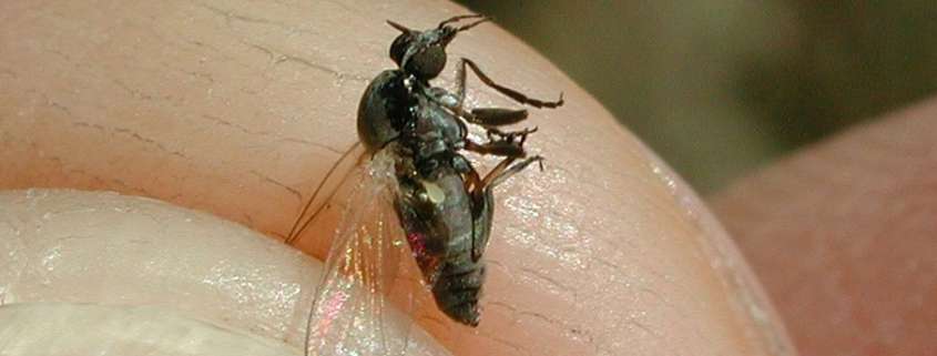 La mosca negra aumenta su presencia en España