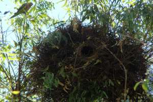 retirada nidos de cotorras