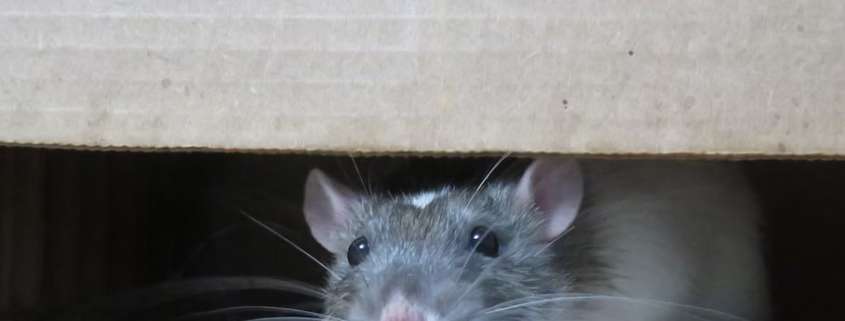 trampas para ratas