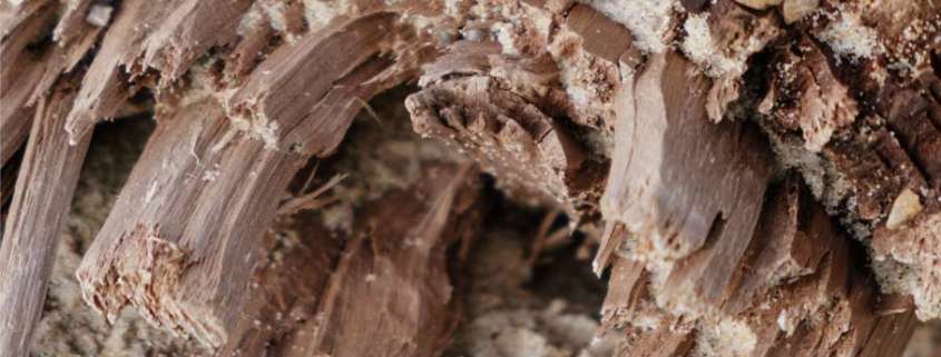 el control de termitas en madrid