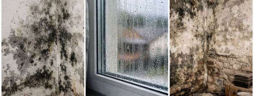 Signos de humedad que atraen plagas sin que lo notes.