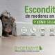 escondites-para-roedores-en-casa